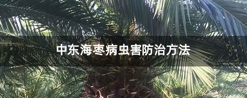 中东海枣病虫害防治方法