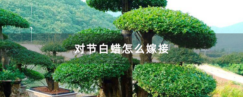 对节白蜡怎么嫁接