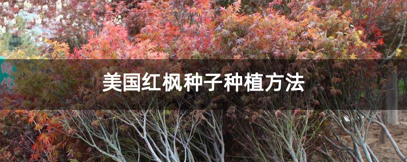 美国红枫种子种植方法