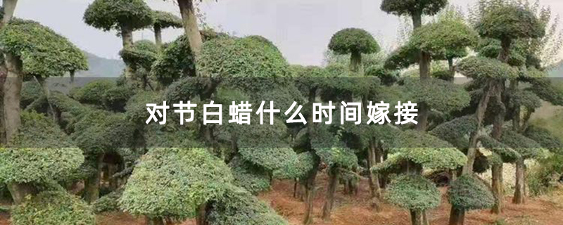 对节白蜡什么时间嫁接