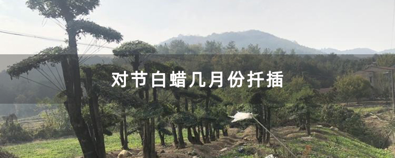 对节白蜡几月份扦插