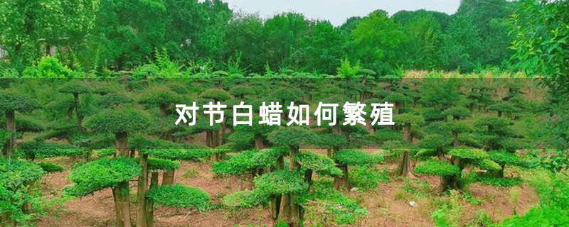 对节白蜡如何繁殖