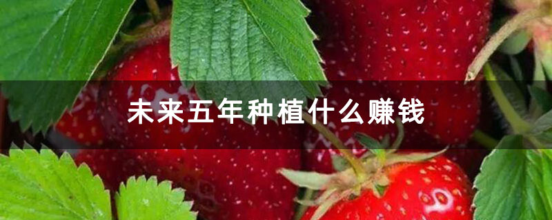 未来五年种植什么赚钱