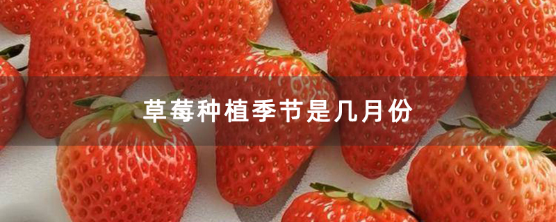 草莓种植季节是几月份