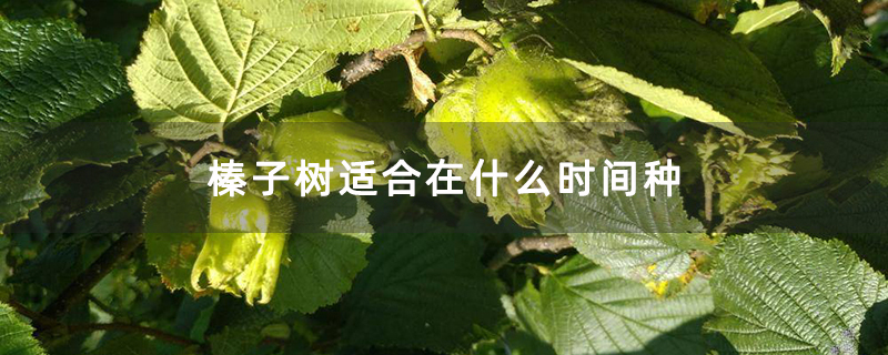 榛子树适合在什么时间种