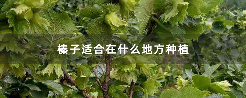 榛子适合在什么地方种植