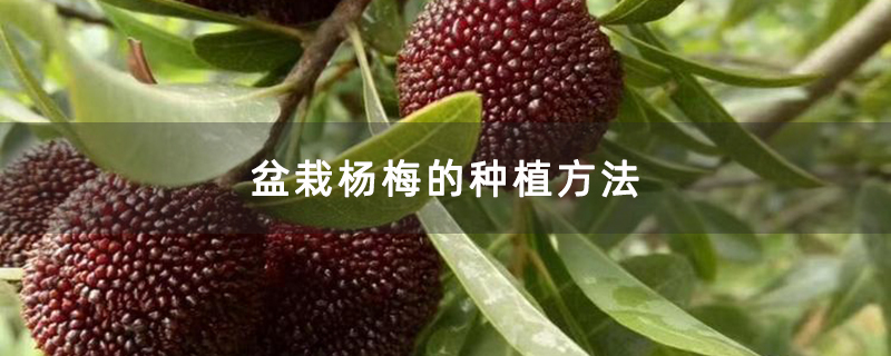 盆栽杨梅的种植方法