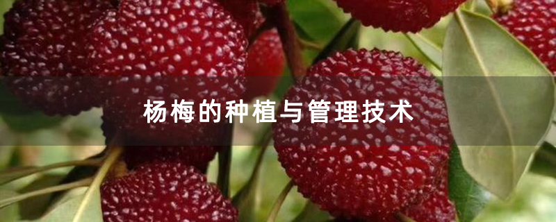 杨梅的种植与管理技术