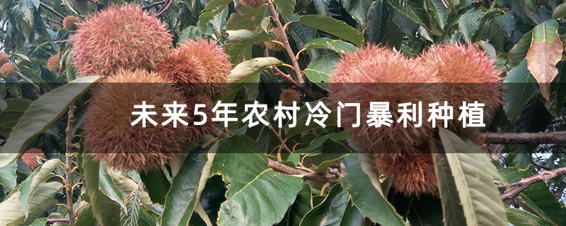 未来5年农村冷门暴利种植 未来5年农村冷门暴利种植