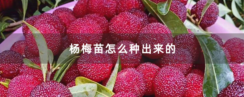 杨梅苗怎么种出来的