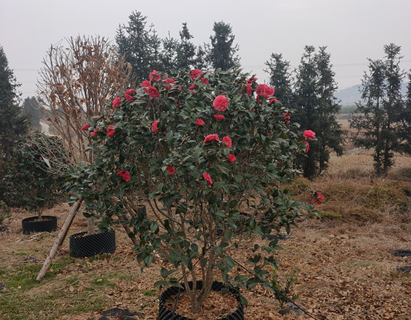 茶花
