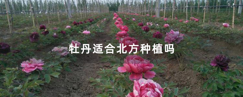 牡丹适合北方种植吗
