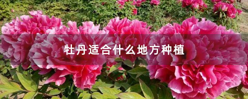 牡丹适合什么地方种植