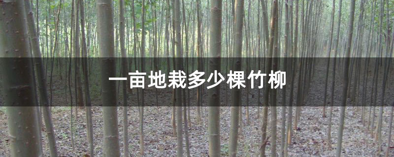 一亩地栽多少棵竹柳