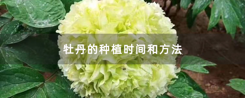 牡丹的种植时间和方法