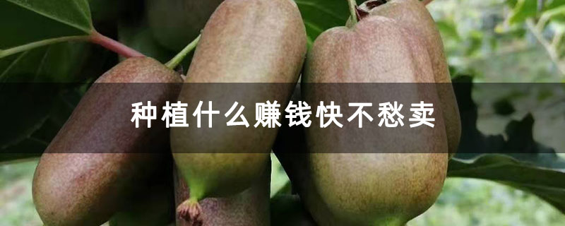种植什么赚钱快不愁卖 种植什么赚钱快不愁卖