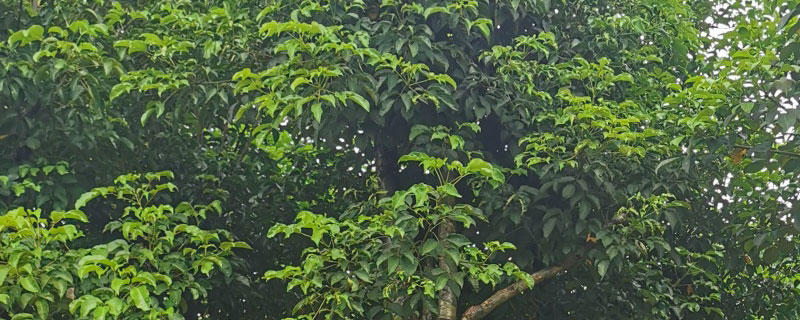 15公分秋枫价格多少钱一棵