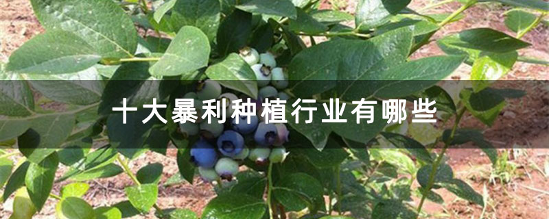 十大暴利种植行业有哪些 十大暴利种植行业有哪些