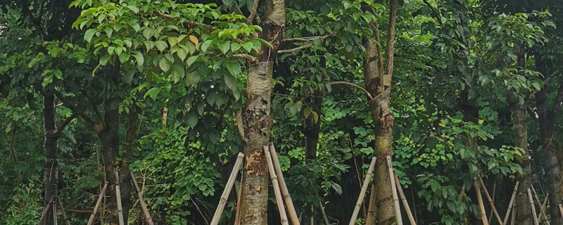 10公分秋枫价格多少钱一棵