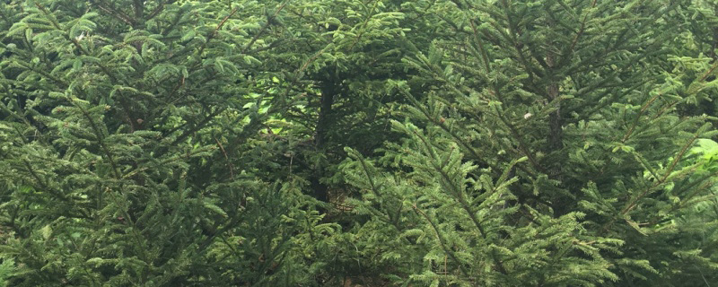 3米云杉树多少钱一棵