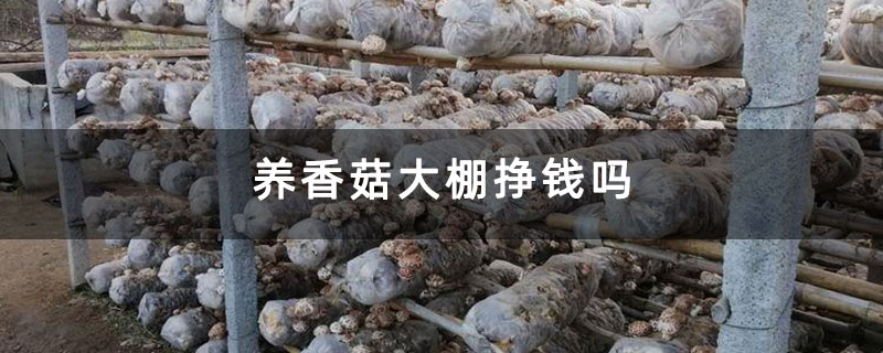 养香菇大棚挣钱吗 养香菇大棚挣钱吗