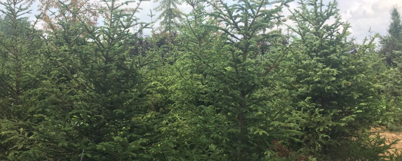 云杉苗2.5米的多少钱一棵