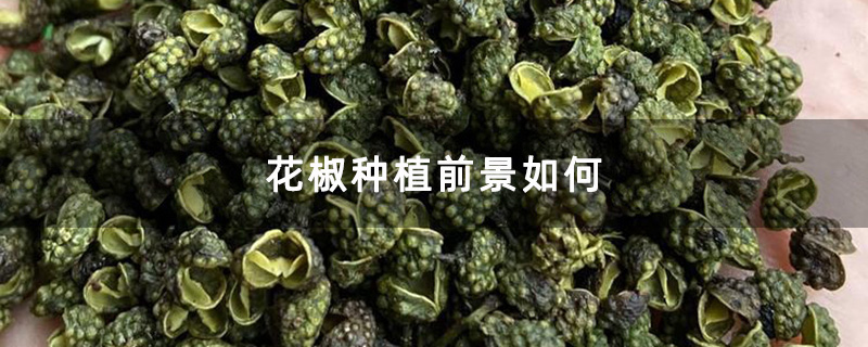 青花椒