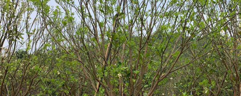 25公分香泡树