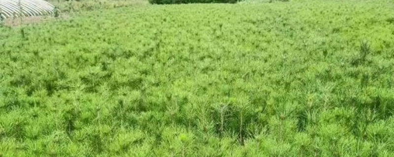 4米油松多少钱一棵
