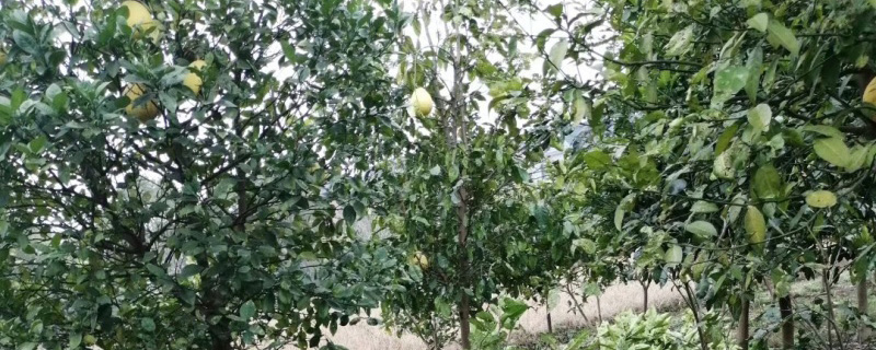 18公分香泡树价格多少钱一棵