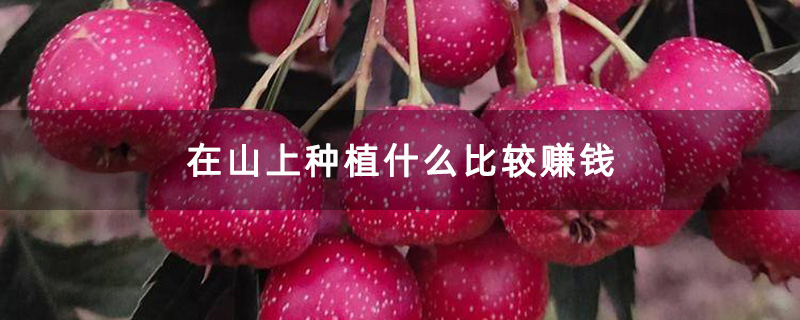 在山上种植什么比较赚钱