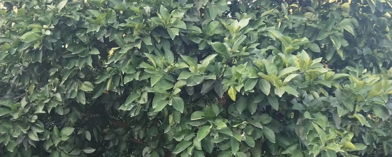 13公分香泡树报价多少钱一棵