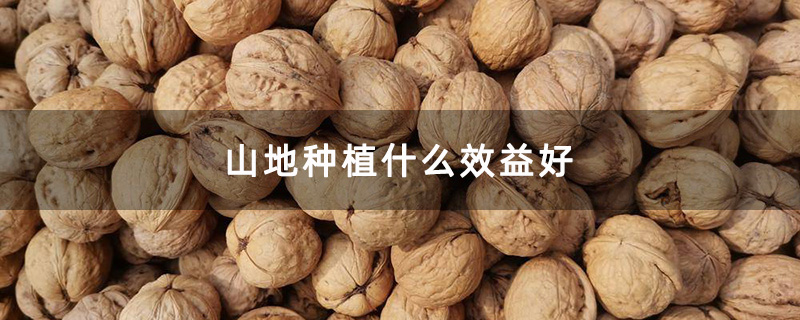 山地种植什么效益好