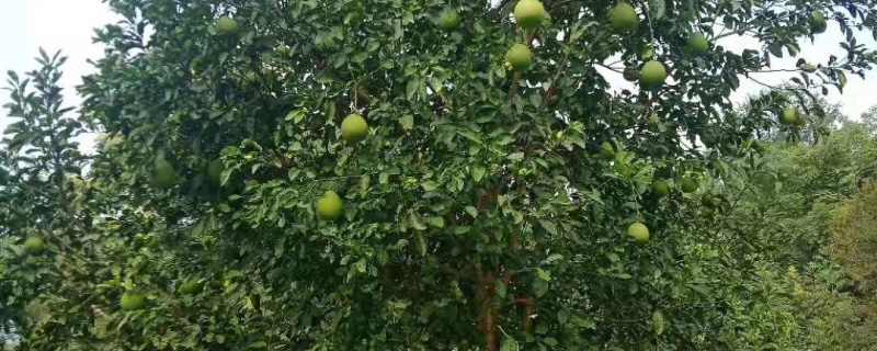 8公分香泡树价格多少钱一棵