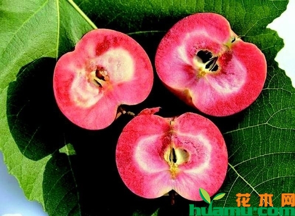红心苹果树苗价格多少钱一棵？红心苹果树苗种植技术方法