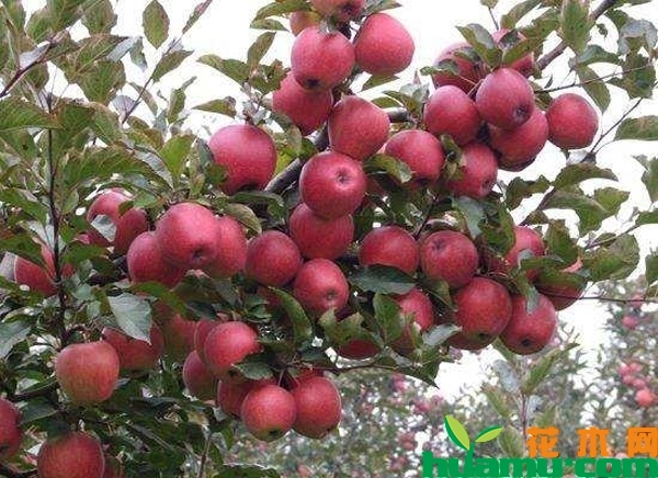 红心苹果