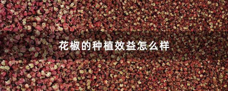 花椒的种植效益怎么样