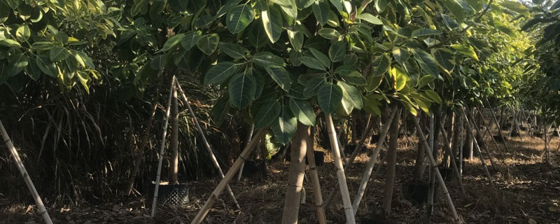富贵榕30公分多少钱一棵