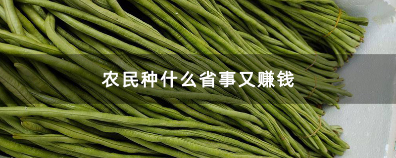 农民种什么省事又赚钱