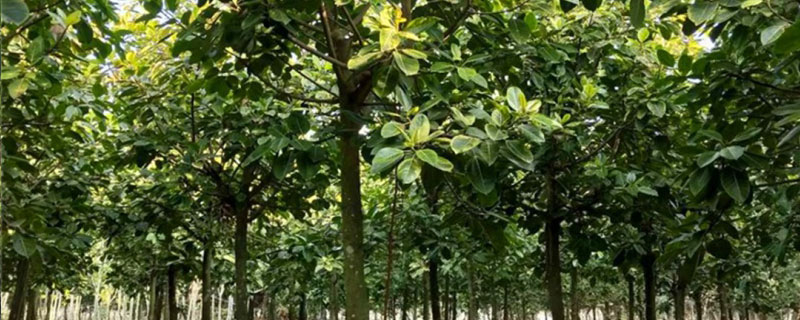 12公分富贵榕多少钱一棵