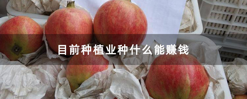 突尼斯石榴