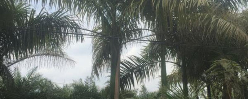 20米高大王椰子树价格多少钱