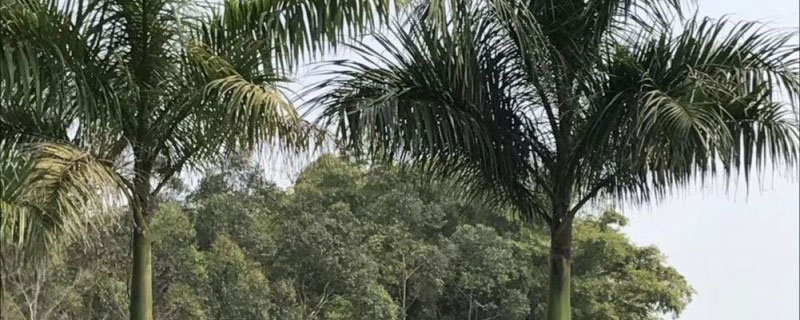 10米大王椰子树价格多少钱一棵