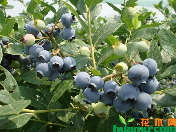 东北蓝莓苗多少钱一棵？移栽的蓝莓苗多久缓苗？