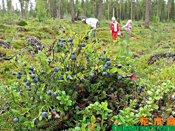 东北蓝莓苗