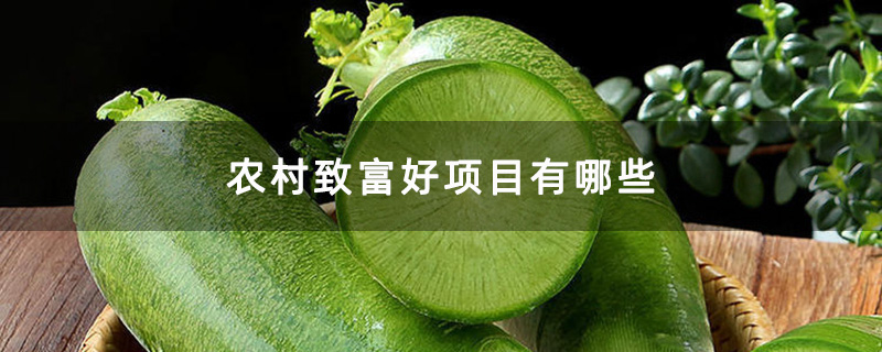 萝卜