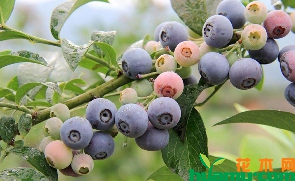 2019年蓝莓苗批发价格表，蓝莓苗哪个品种好？