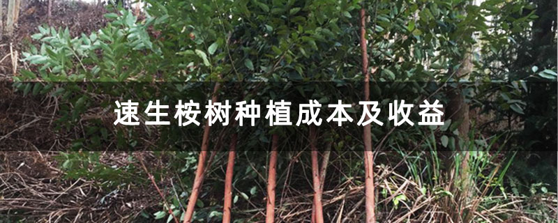 速生桉树种植成本及收益