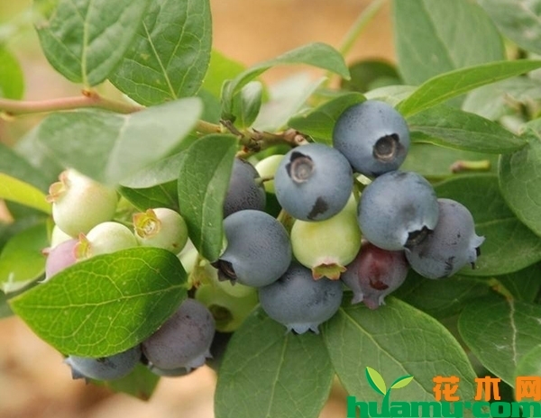 现在蓝莓树苗价格多少钱一棵？蓝莓苗盆栽技术养殖方法