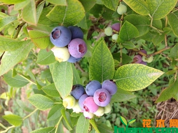 蓝莓树苗